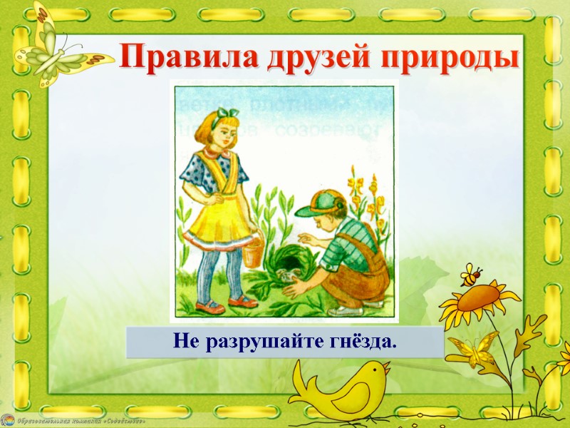 Не разрушайте гнёзда. Правила друзей природы